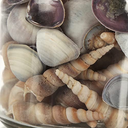 com-four® Vaso Decorativo Relleno de Preciosas Conchas en Gris/Naturaleza para Que tu mar se Sienta como en casa (1x Vidrio - Conchas Grises)